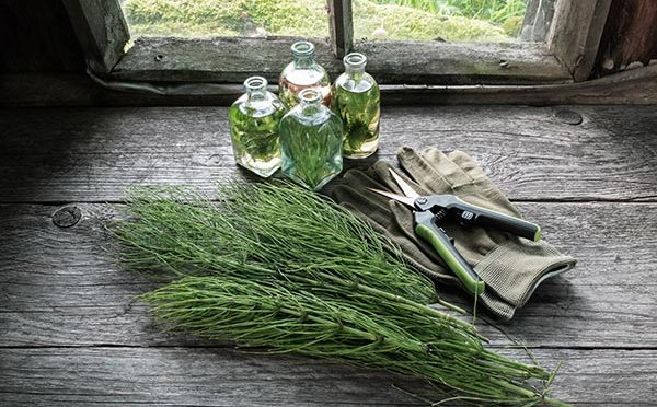 Natural Healing: Medicinal Plants You Can Find in Various Regions of North America Horsetail-herb-equisetum-2